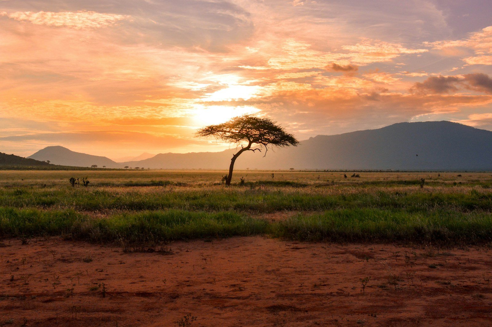 Zebras beneath Kilimanjaro in Amboseli