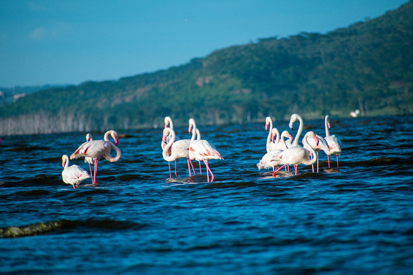 Flamingos at Lake Nakuru