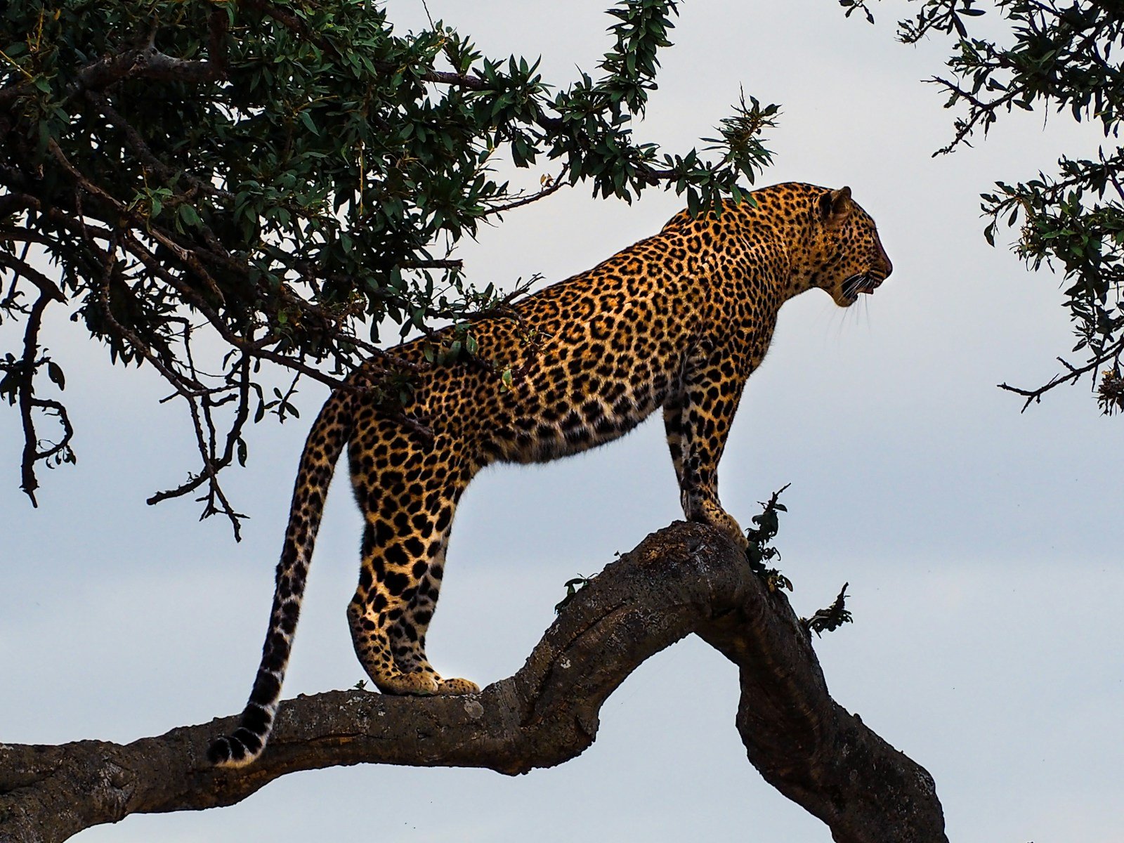 Leopard on safari in Kenya