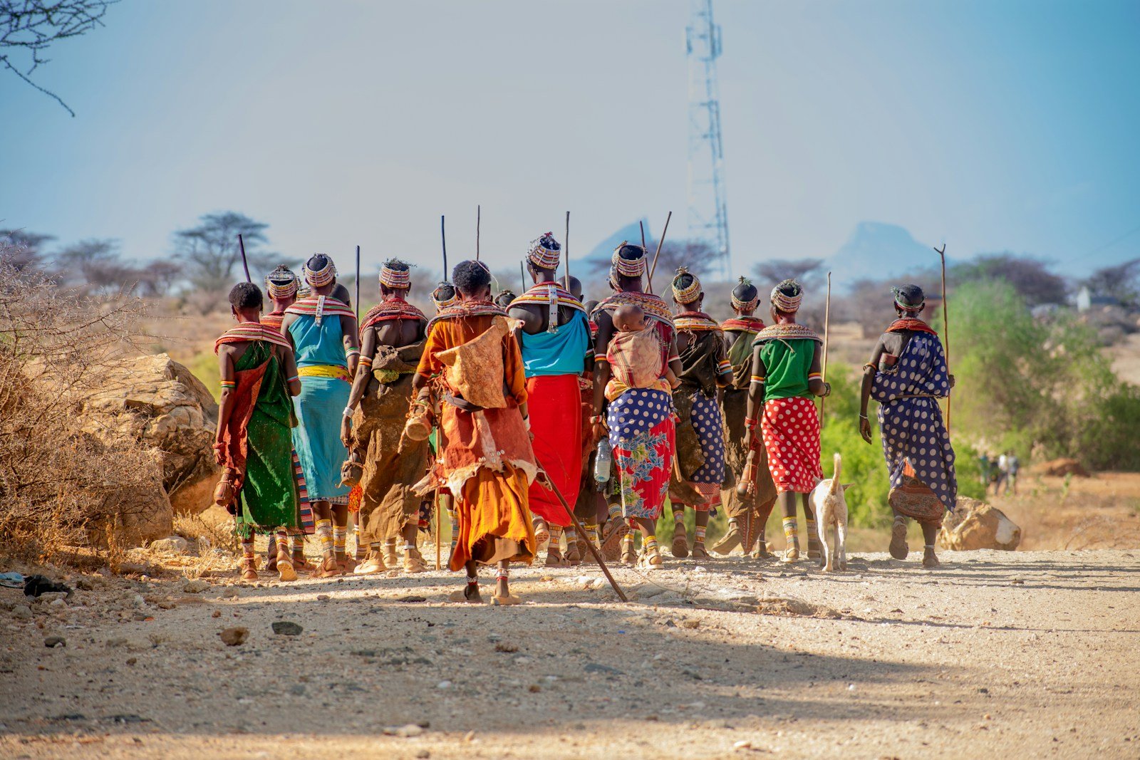 Maasai herders with their cattle