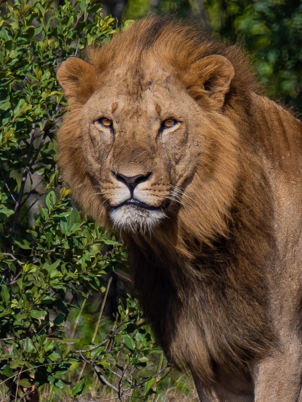 Maasai Mara National Reserve