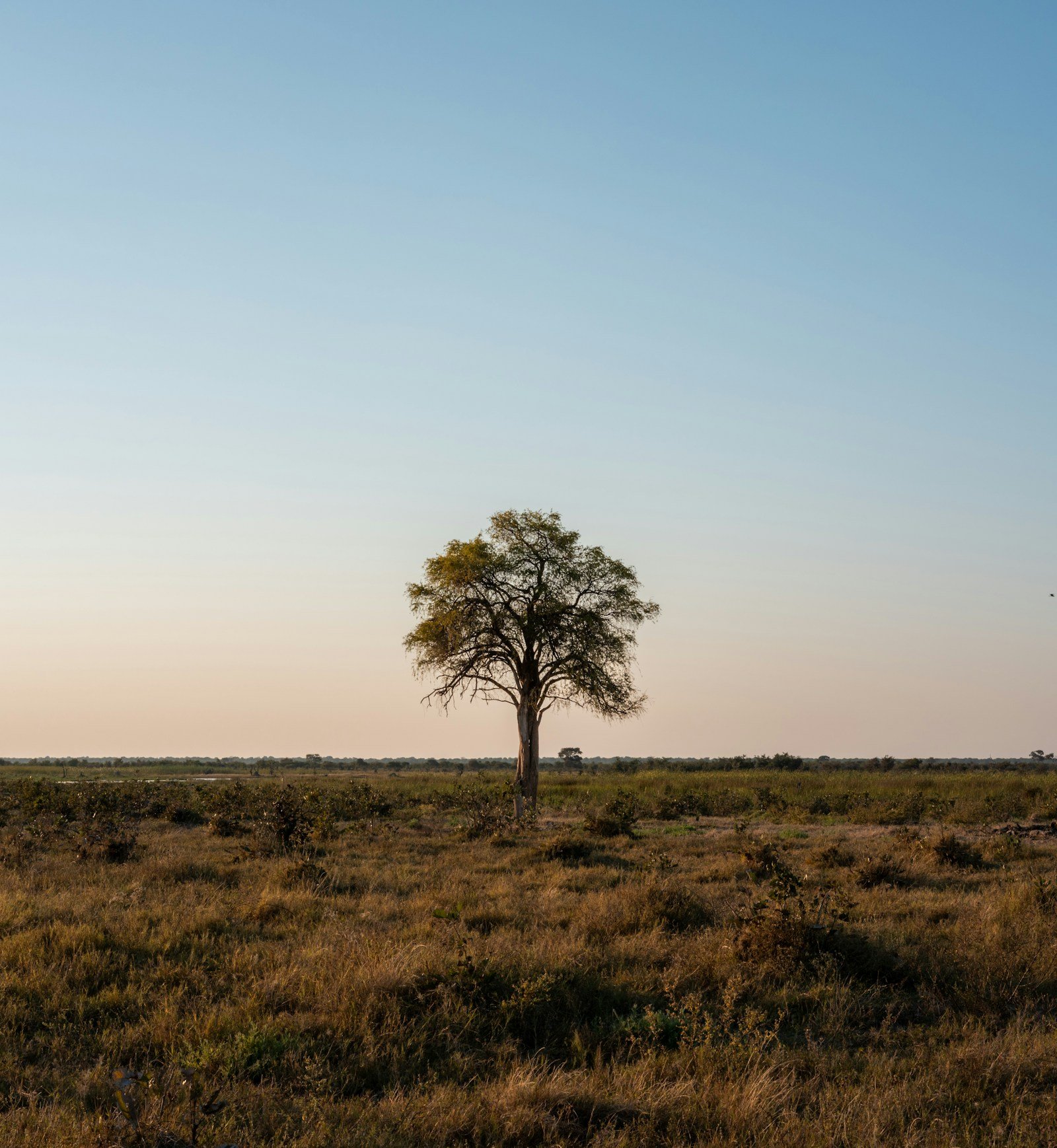 Sunset over the Kenyan savannah