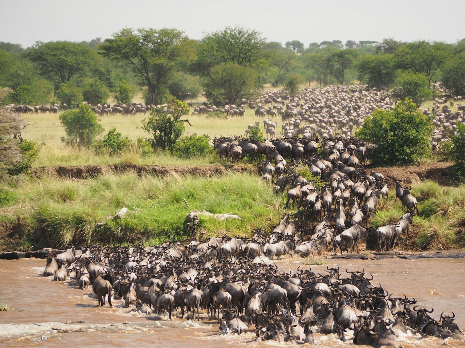 Wildebeest at a Mara River crossing